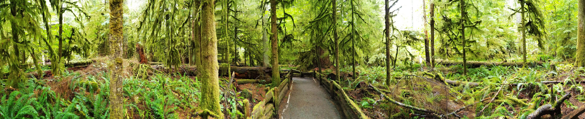 Cathedral Grove Panorama