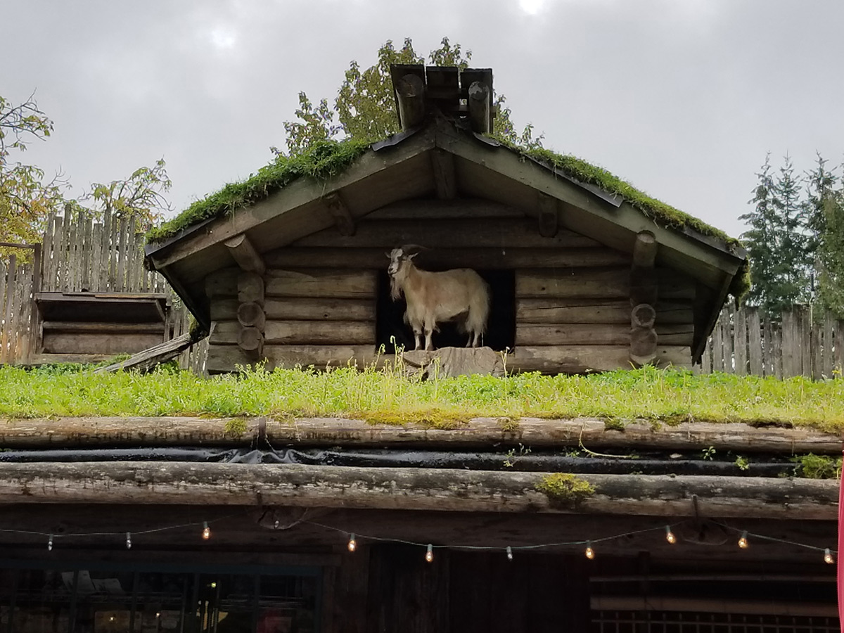 Goats on the Roof, Coombs, BC