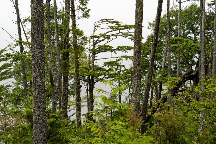 Wind Blown Trees